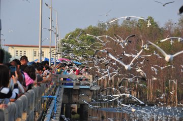 Thailand samutprakran sea gulls