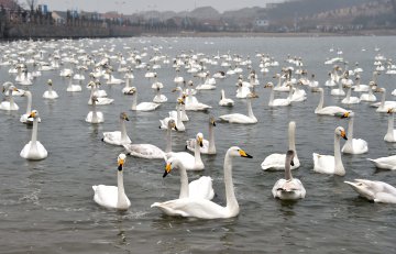 China Shandong migratory swan