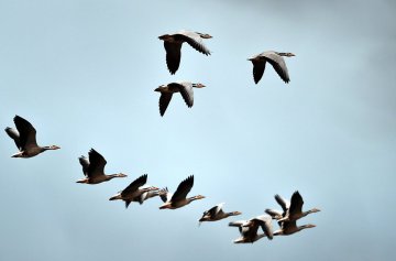 China Yunnan migratory birds