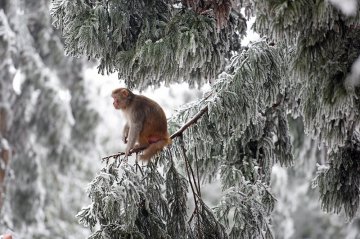 China Hunan Zhangjiajie snow scenery