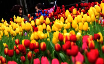 Tourists watch tulips in Wuhan