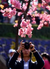 China Yunnan Kunming cherry blossom