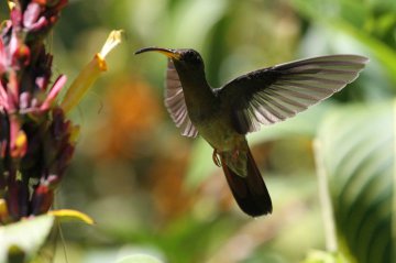 Trinidad and Tobago arima environment hummingbird