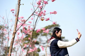 China Hefei blossom