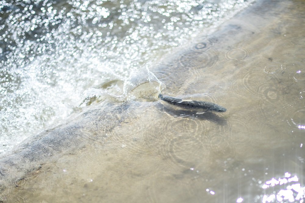 China Qinghai Lake Naked Carp Migration Xinhua Finance Agency