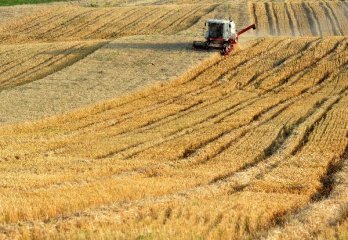 Chinas state purchase of wheat down 23 pct y-o-y
