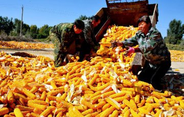 China Focus: Concern grows over corn surplus in northeast China