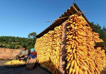 China to cut corn planting area by 333mln ha by 2020