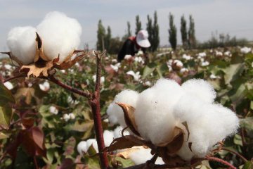 China 2016 cotton planting area likely to fall 7 pct y-o-y, association