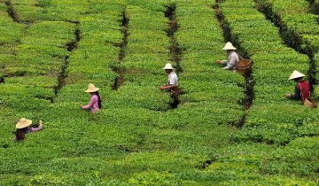 Guizhou tea export doubles in 2015