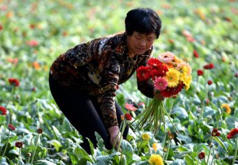China to train professional farmers