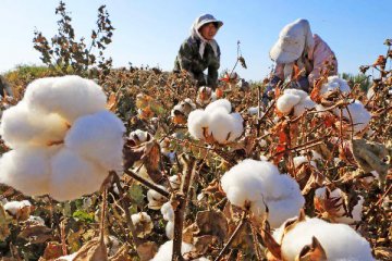 Chinas cotton yield continues declining in 2015