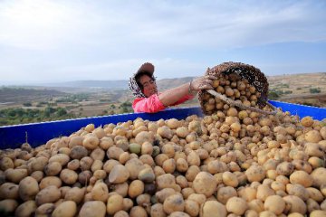 China to further promote potato as staple food