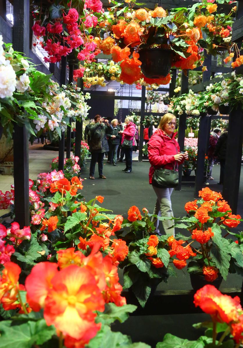 BelgiumGhentflower show_Xinhua Finance Agency