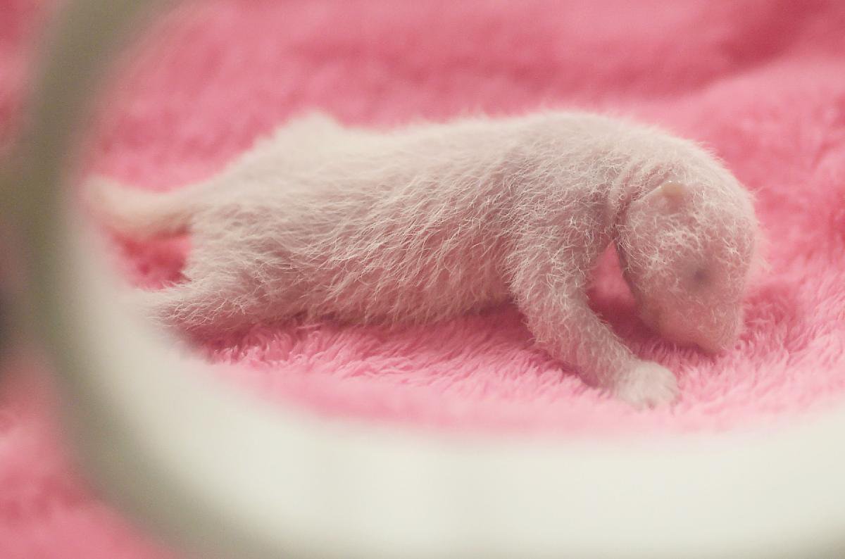Новорожденная мишка