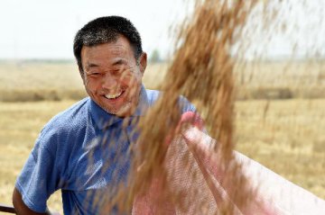 China produces less summer crops than last years record