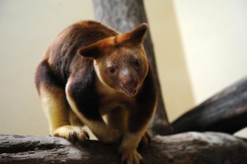Singapore-tree kangaroo