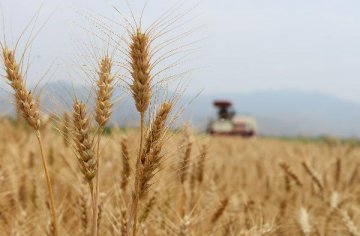 Russia to cancel wheat export duty by July 2018