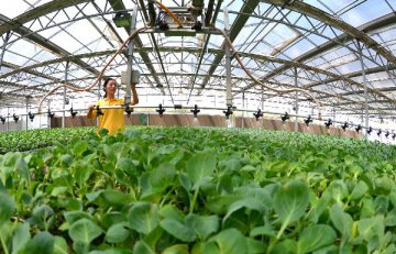 China to invigorate agriculture with information technology