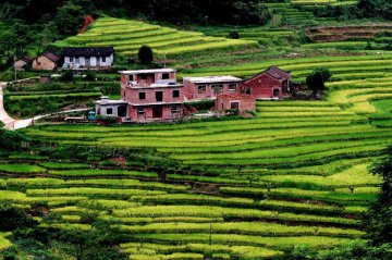 Guangxi Quanzhou rice fields