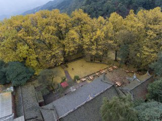 China Sichuan Yaab Tiangai Temple-Ginkgo Tree