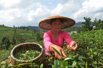 China to promote development of tea industry