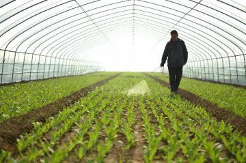 China to promote new types of agribusiness: Vice Premier