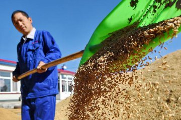Chinas grain output dips over shrinking planting area in 2016