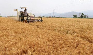 MOA mulls to establish grain production function zones