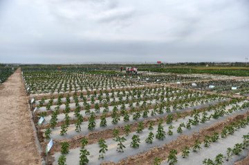China releases first PPP guideline in agricultural industry