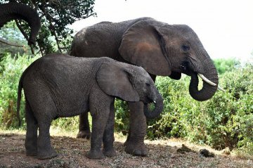 Chinas Hong Kong determined to phase out local ivory trade by 2021
