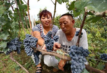 Chinas vineyard continues to grow in 2016