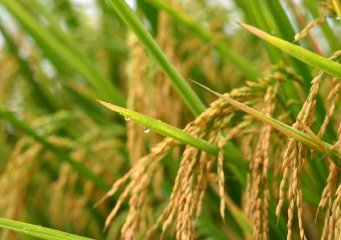 Vietnams rice exports continue to face challenges