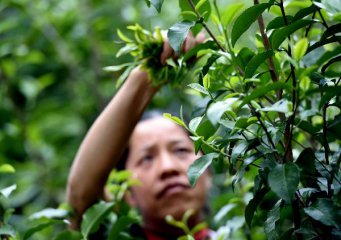 China produces 2.4 mln tonnes of tea in 2016: Minister