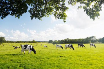 Dairy exports to China leads New Zealands export value increase