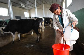 A decade after scandal, Chinas dairy industry regains public trust