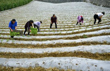 Policies released on Chinas rural vitalization