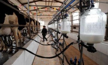 China aims to improve dairy industry
