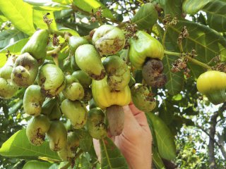​Vietnam earns more from cashew export, less from coffee, tea in 6 months