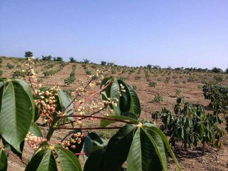 ​Myanmar Sterculia gum could earn Ks 400,000 per viss if naturally grown