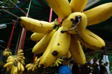 ​Cambodia, China sign protocol on phytosanitary for banana exports