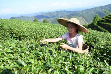 Guizhou seeks to become Chinas largest tea exporter by 2020