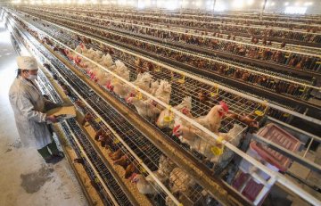 China, EU solve poultry tariff disputes under WTO framework