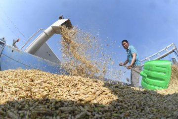 Chinas state grain stockpiler sees record inventory cut