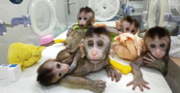 China clones gene-edited monkeys