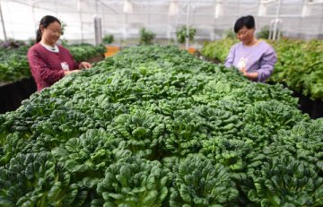 China farm produce prices continue to rise