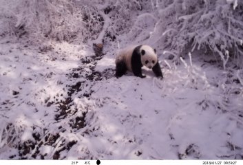 Wild panda mother, cub captured on video in northwest China