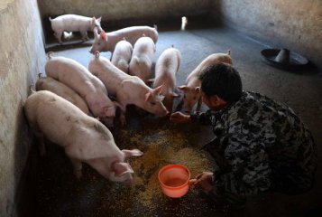 China issues 17 measures to support hog production
