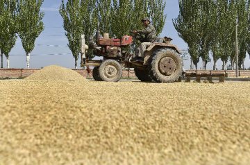 China to stabilise grain output at over 600 bln kg by 2020