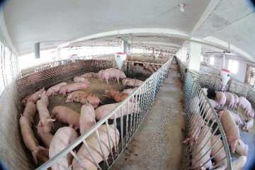 Chinas agricultural ministry urges efforts to restore hog production